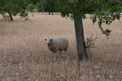 Manzenbergschule Tettnang