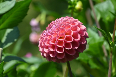 Manzenbergschule Tettnang