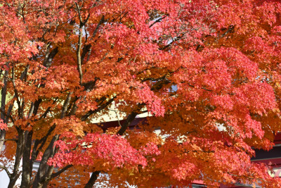 Manzenbergschule Tettnang