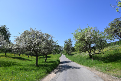 Manzenbergschule Tettnang