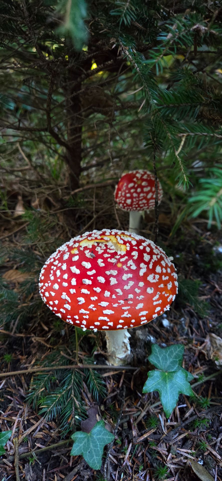 Manzenbergschule Tettnang